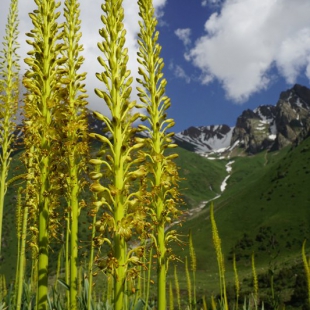 Eremurus fuscus